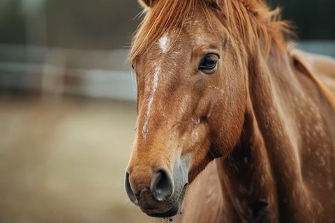 秋季养生的常见误解与科学实践指南