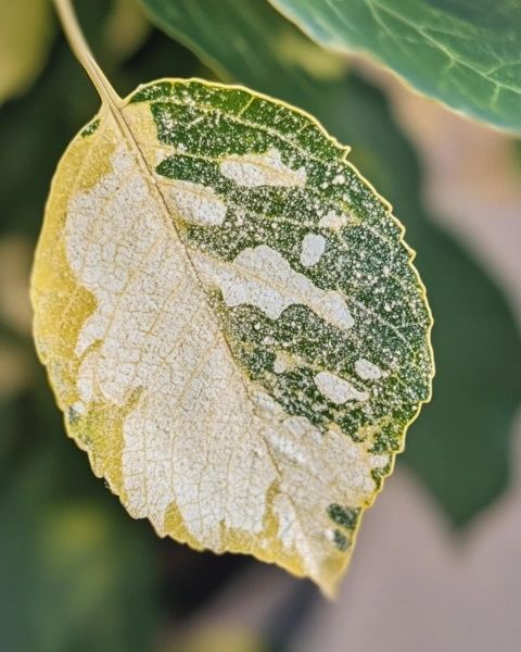 白露时节养生指南：滋阴润肺，保暖防寒与适度运动建议