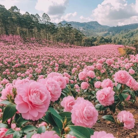 四季茶花怎么养才爆花？5个关键点要牢记，轻松开花300天！