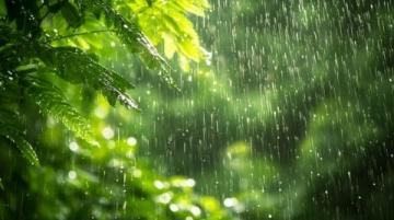 春季养生攻略：雨润时节的健康与生活指南